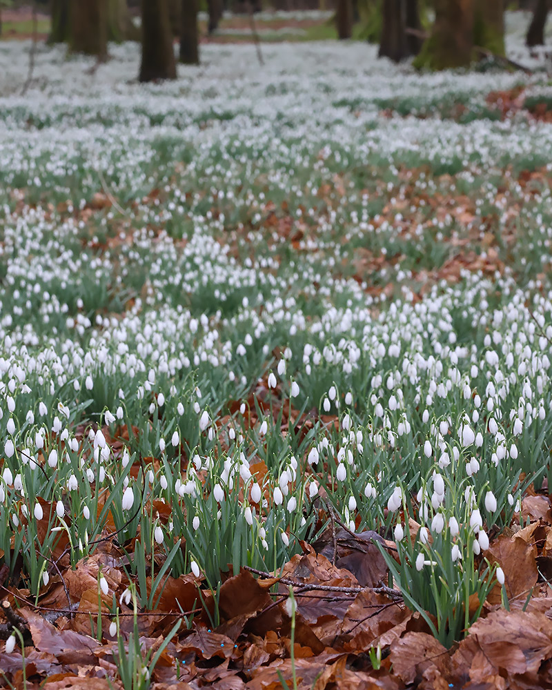 Snowdrops